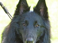 59 Ella von Canis Lupus Pallipes
